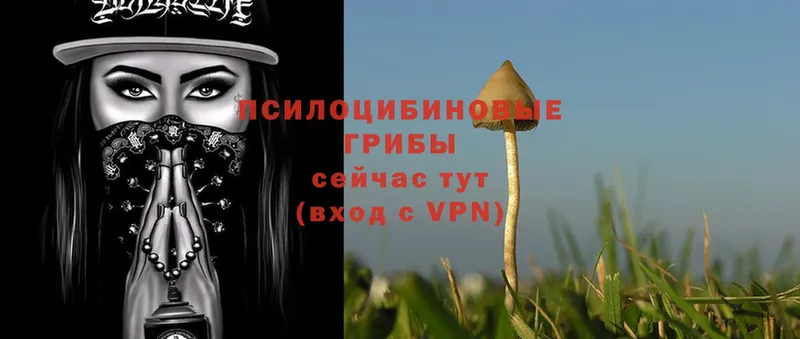 Галлюциногенные грибы Psilocybine cubensis Гагарин